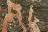 Polished Stromatolite (Inzeria) Section - Million Years #130644-1